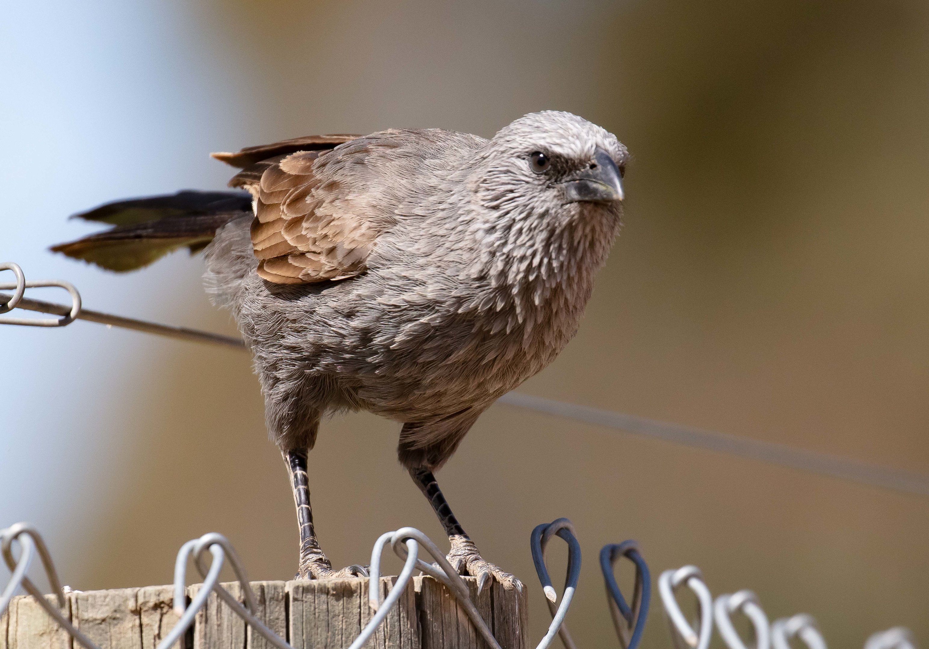 Apostlebird