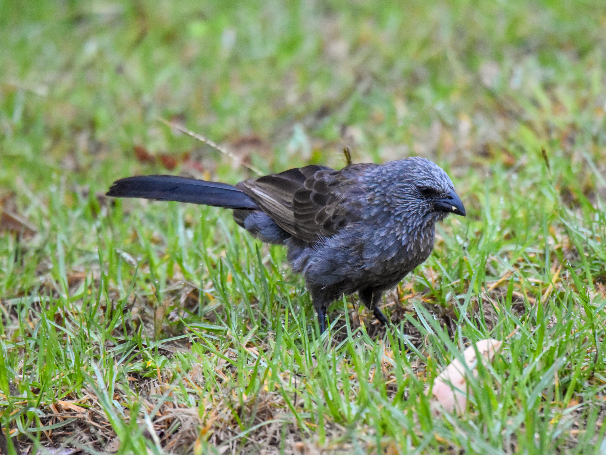 Apostlebird