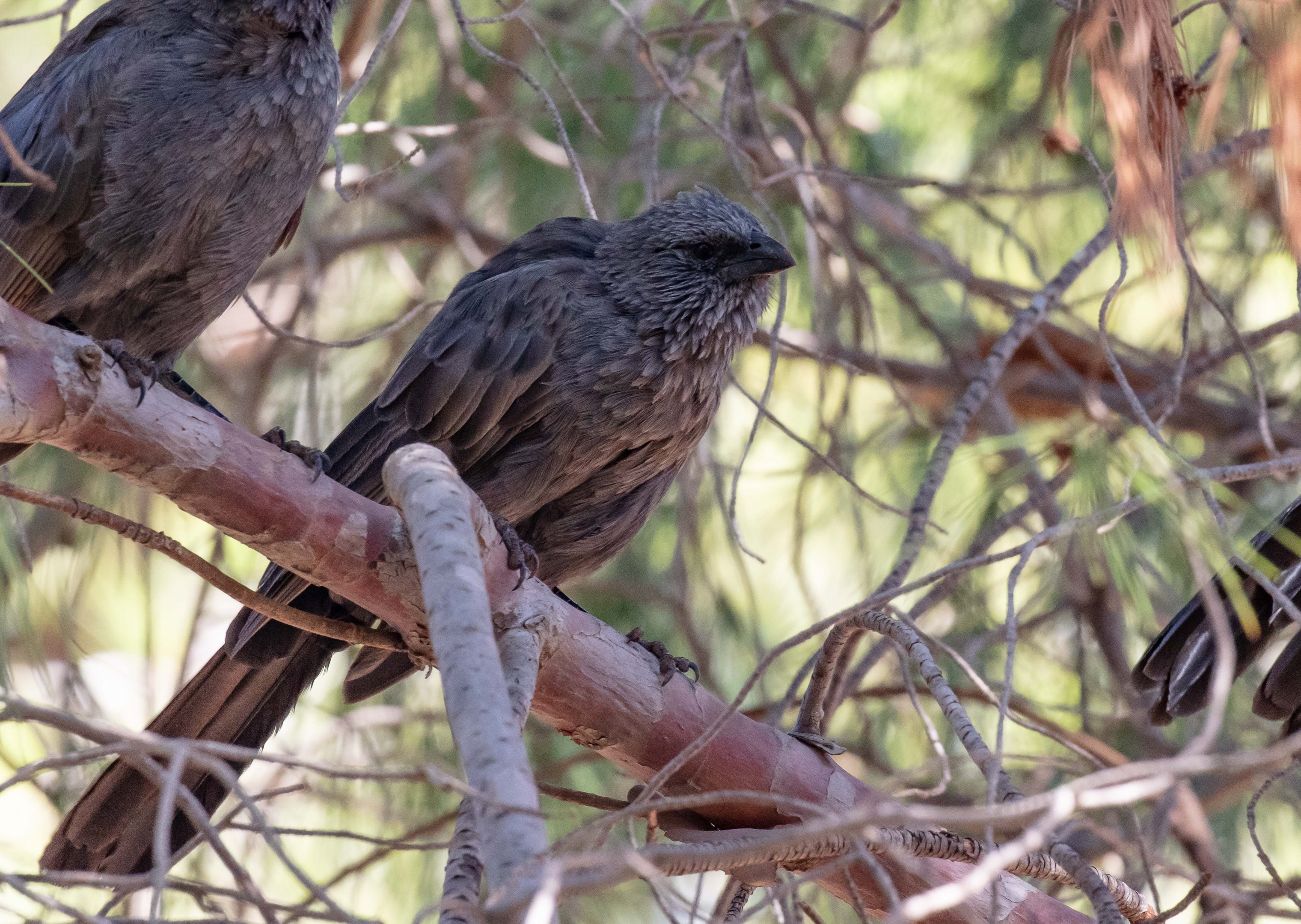 Apostlebird