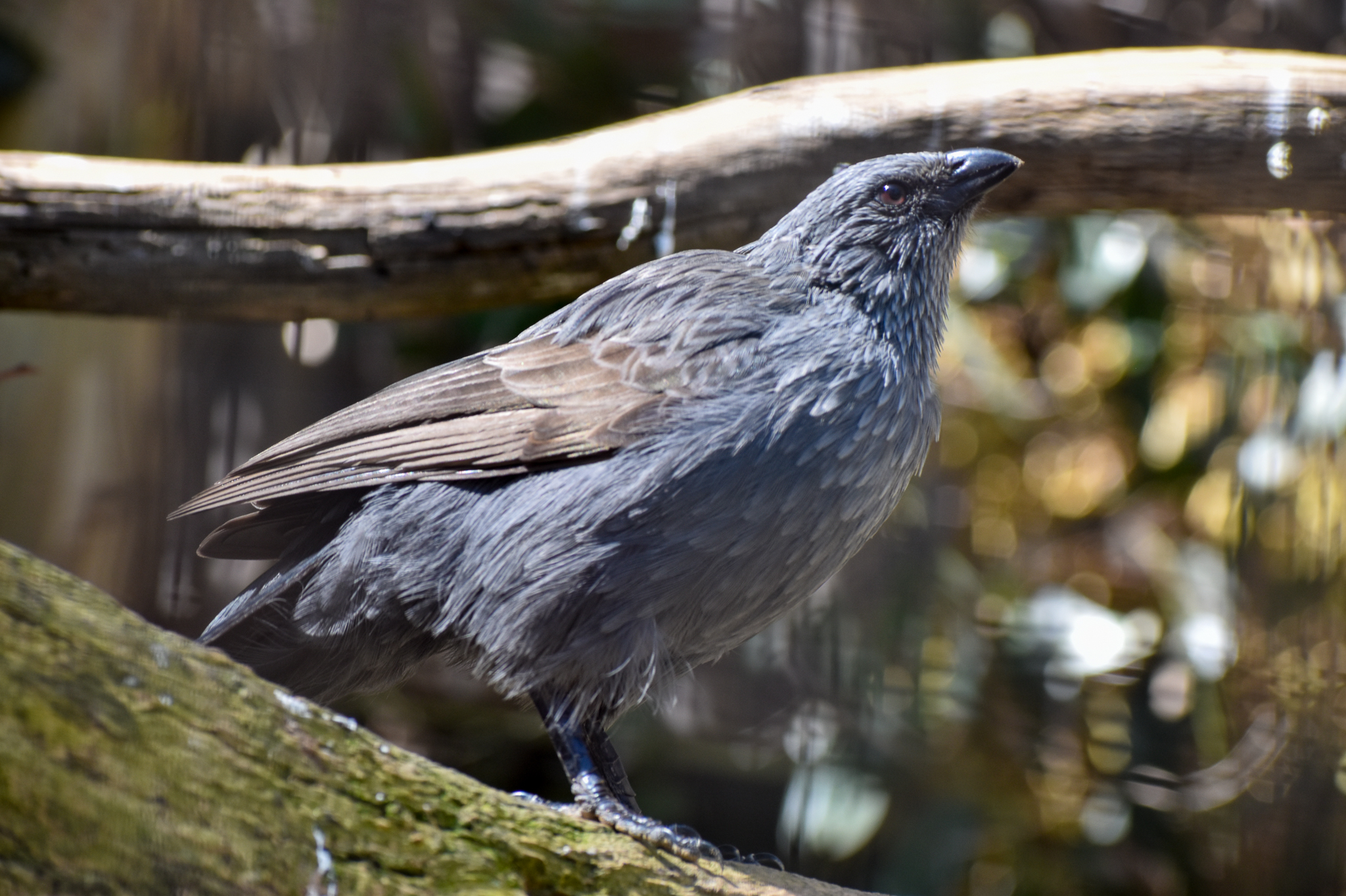 Apostlebird