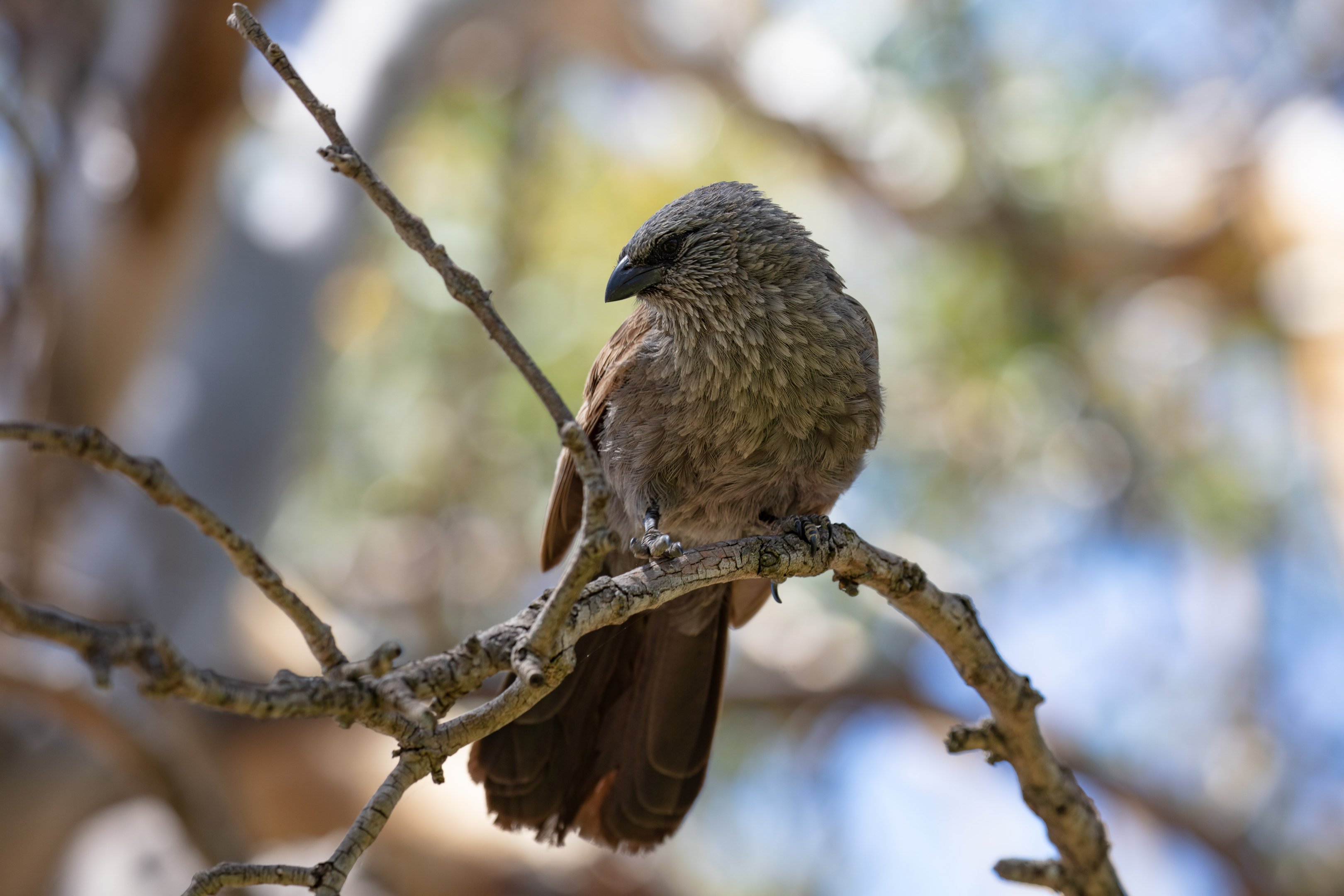 Apostlebird