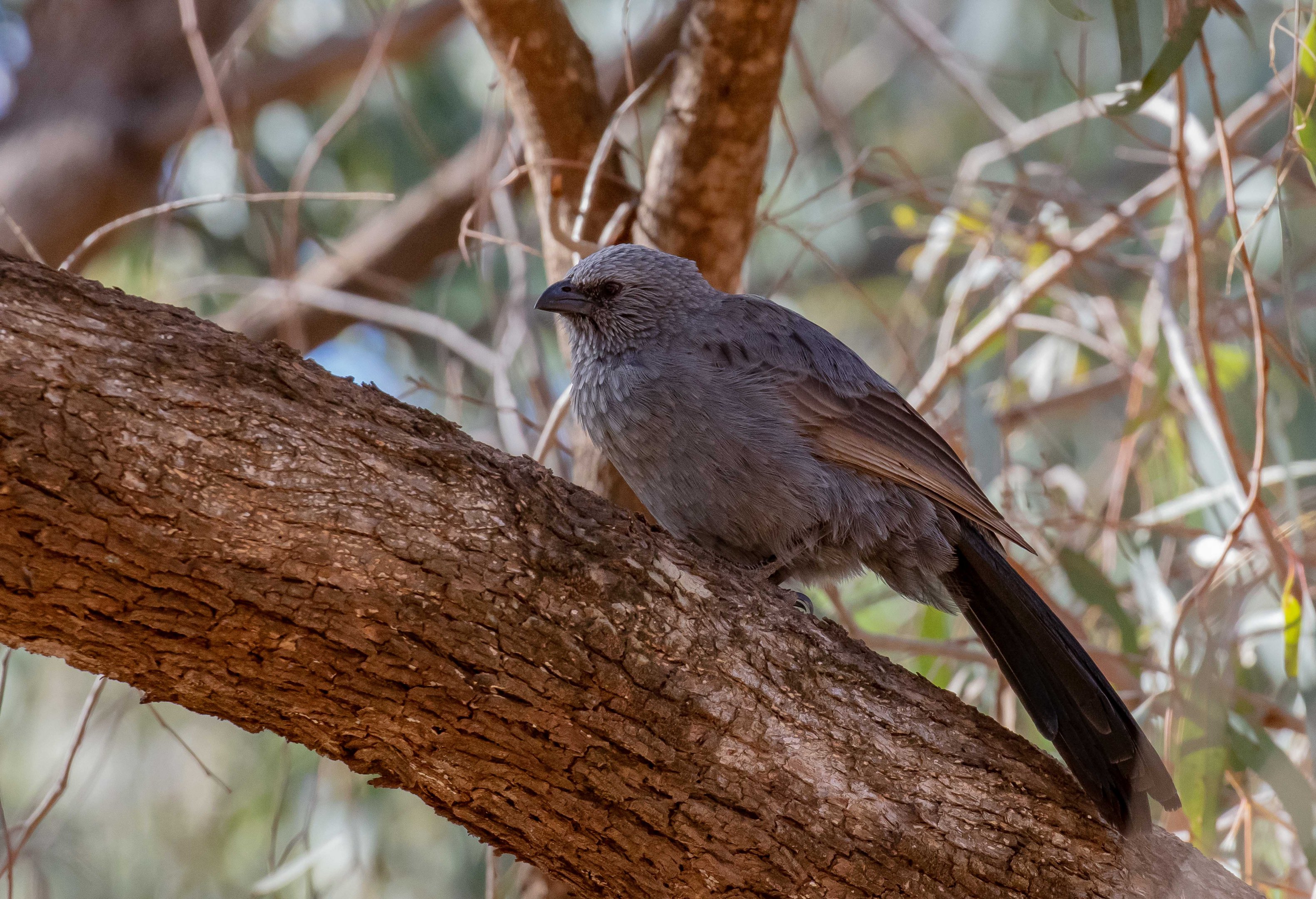 Apostlebird
