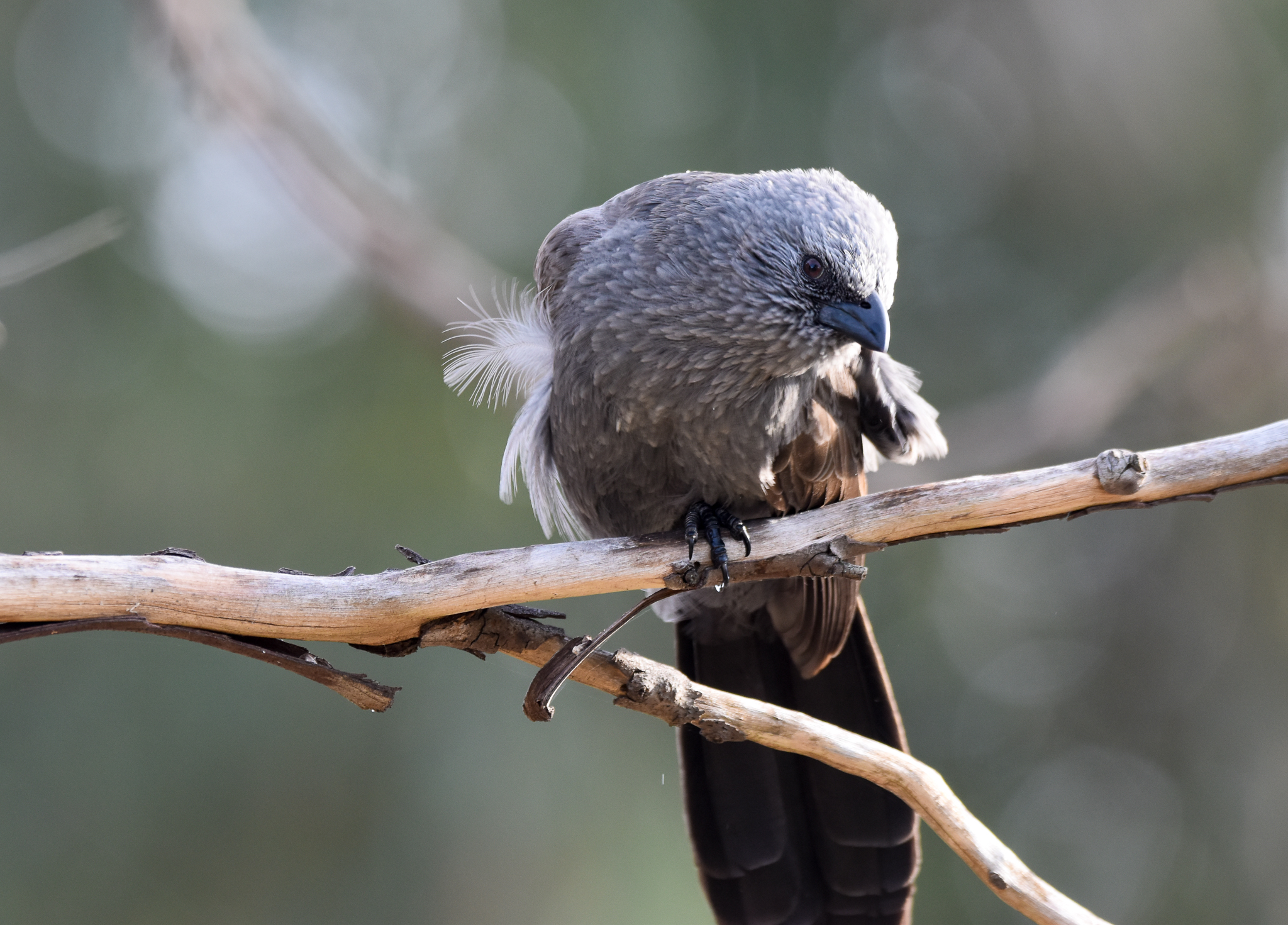 Apostlebird