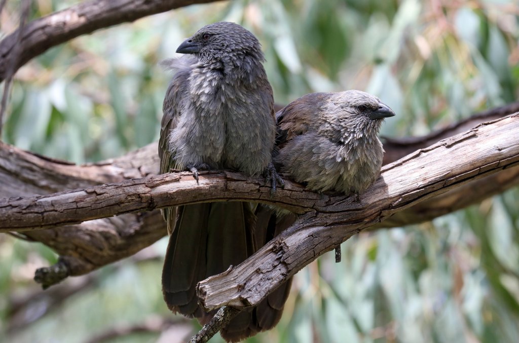 Apostlebirds