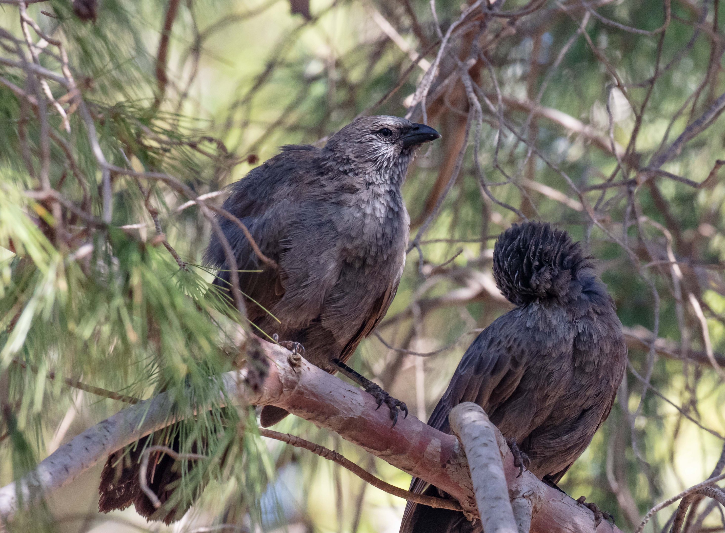 Apostlebirds