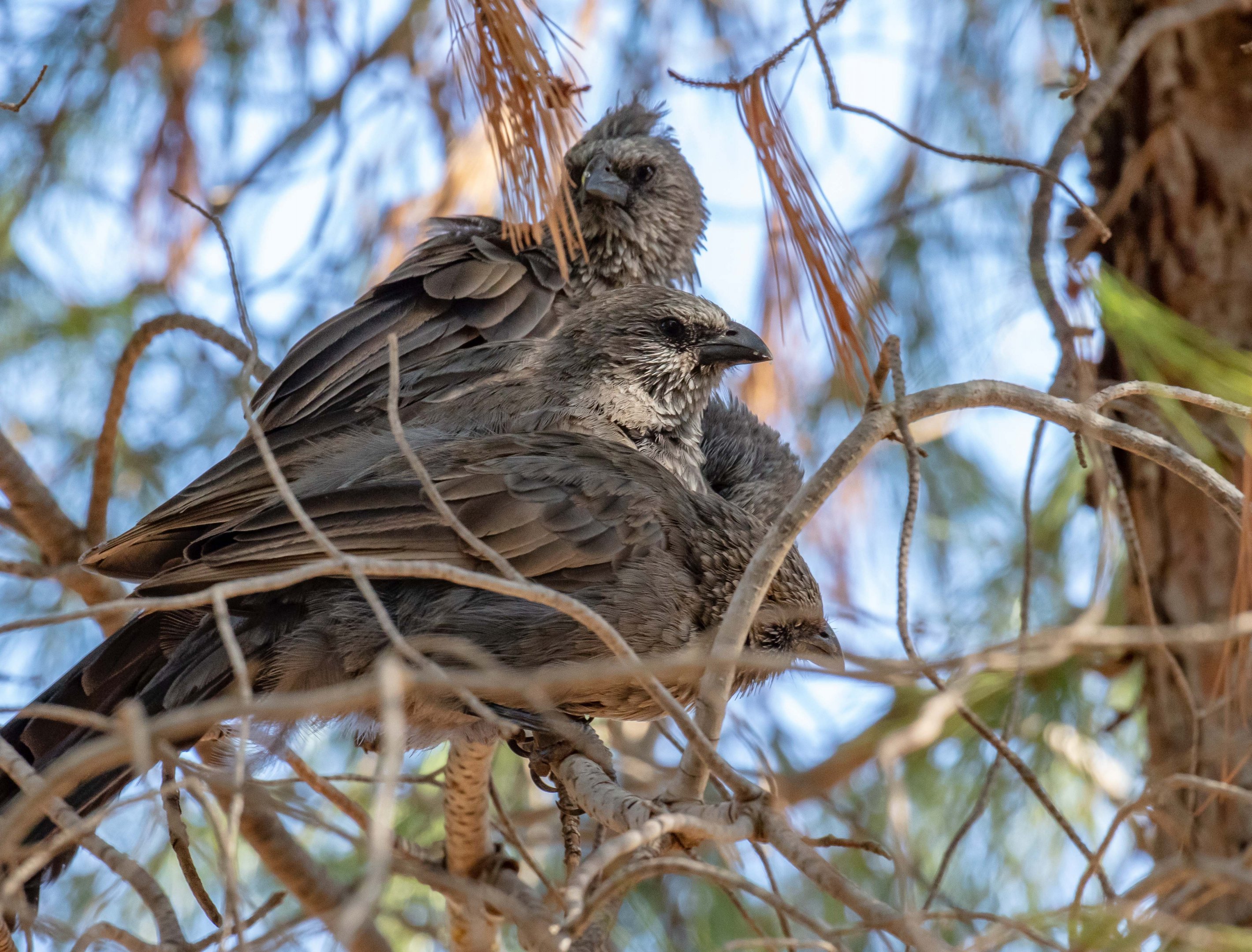 Apostlebirds