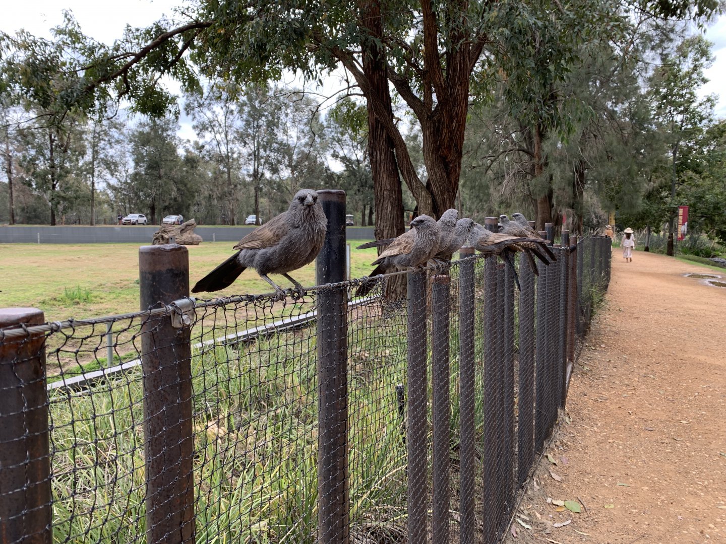 Apostlebirds
