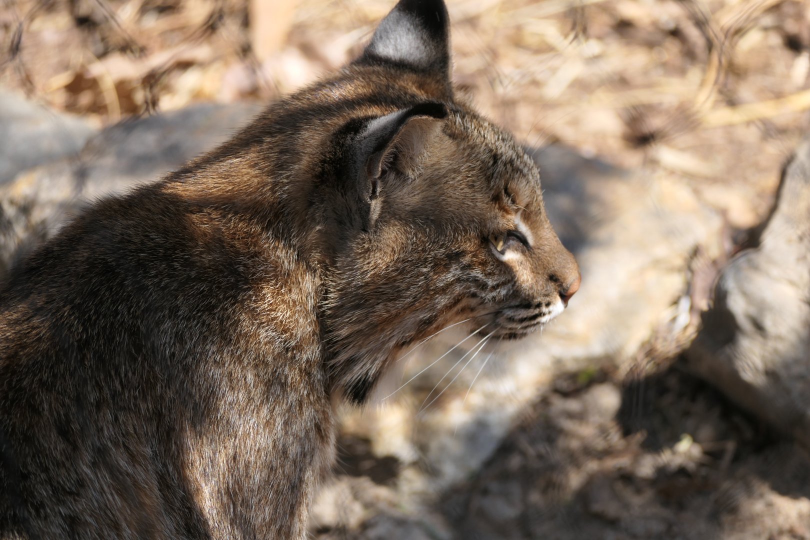 Appalachian Cats - Bobcat - Lynx rufus