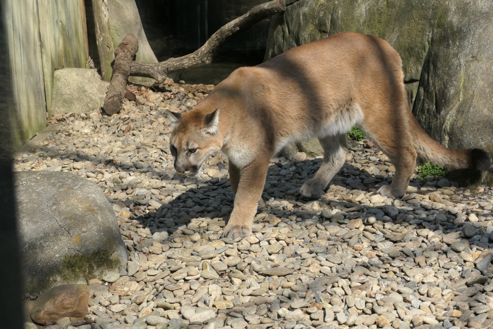 Appalachian Cats - Cougar - Puma concolor
