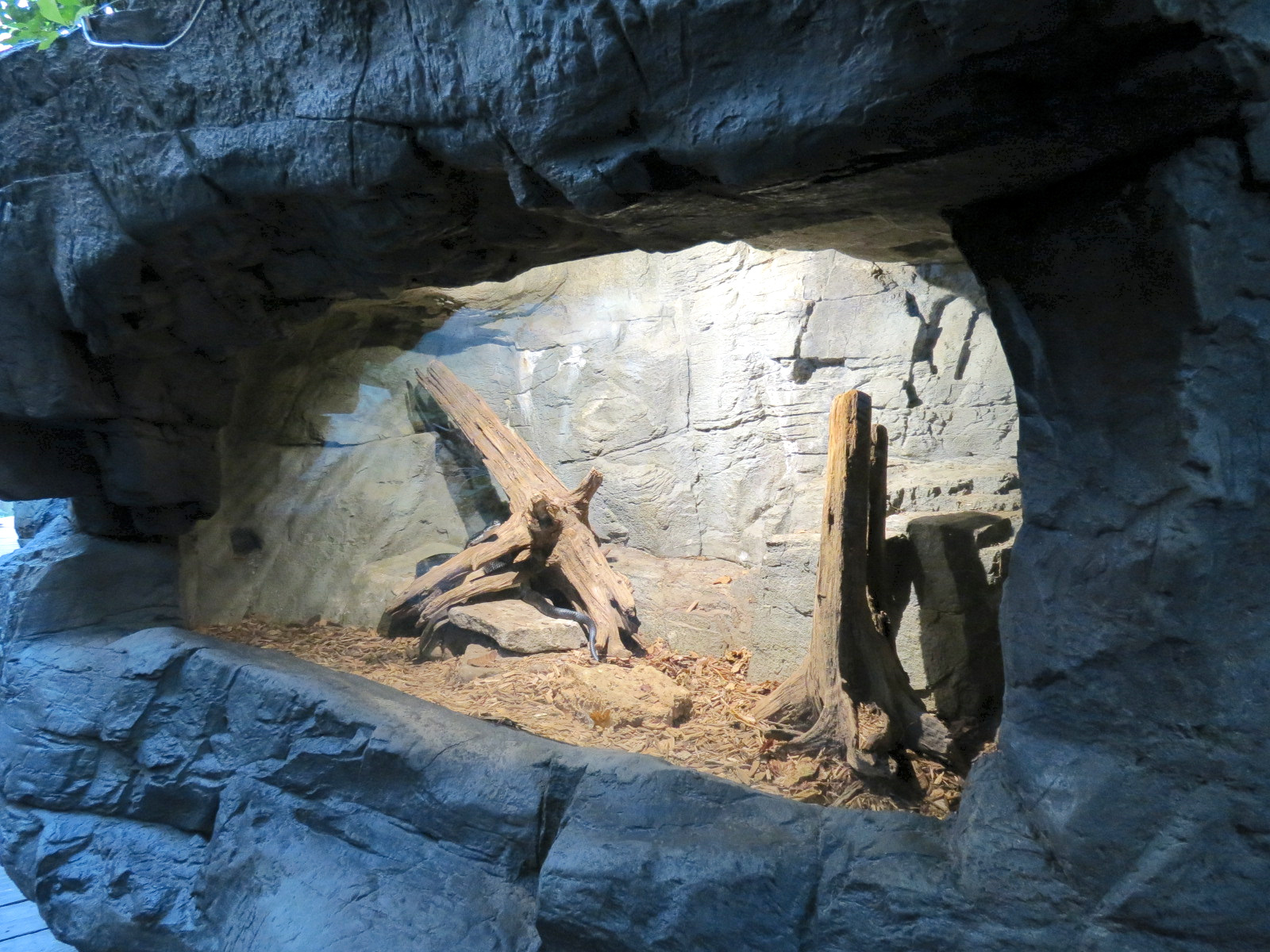 Appalachian Cove Forest - Black Rat Snake Exhibit