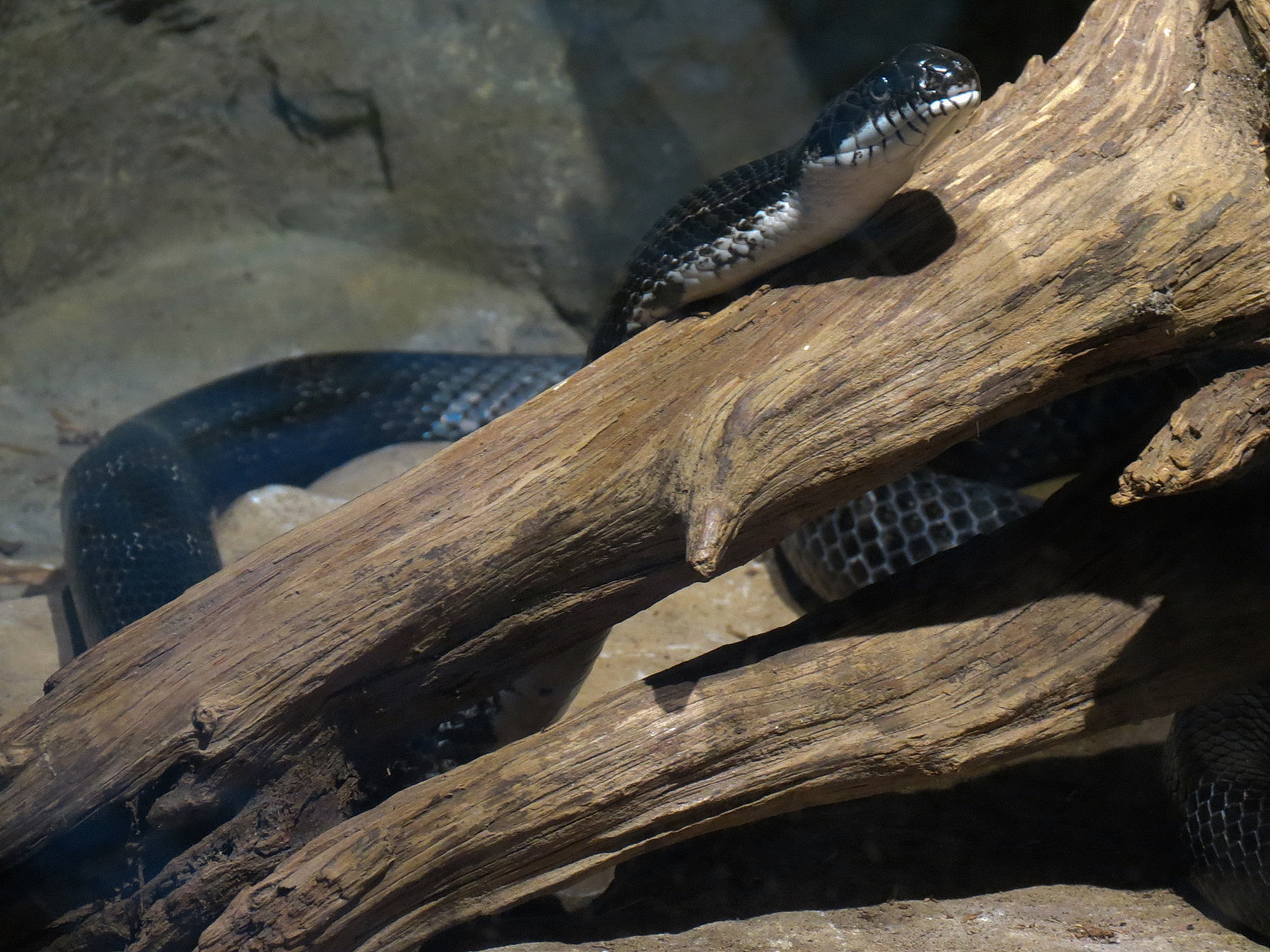 Appalachian Cove Forest - Black Rat Snake Exhibit