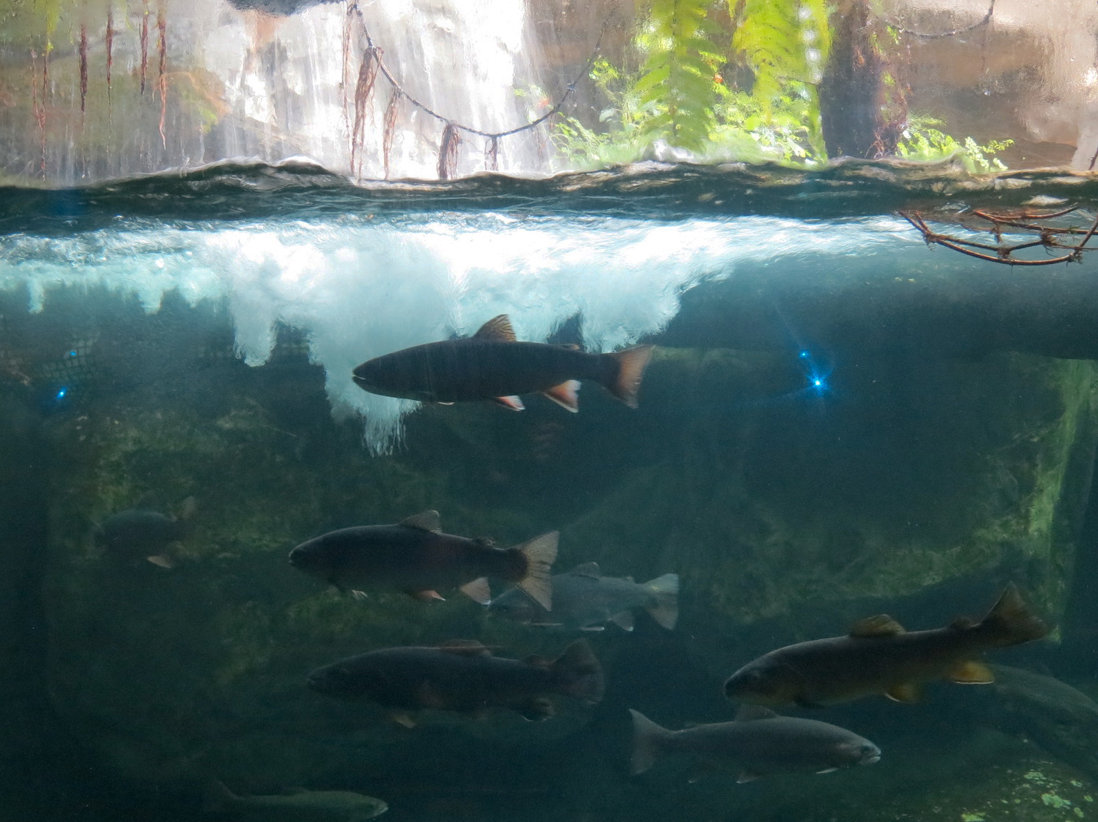 Appalachian Cove Forest - Brown and Rainbow Trout Exhibit