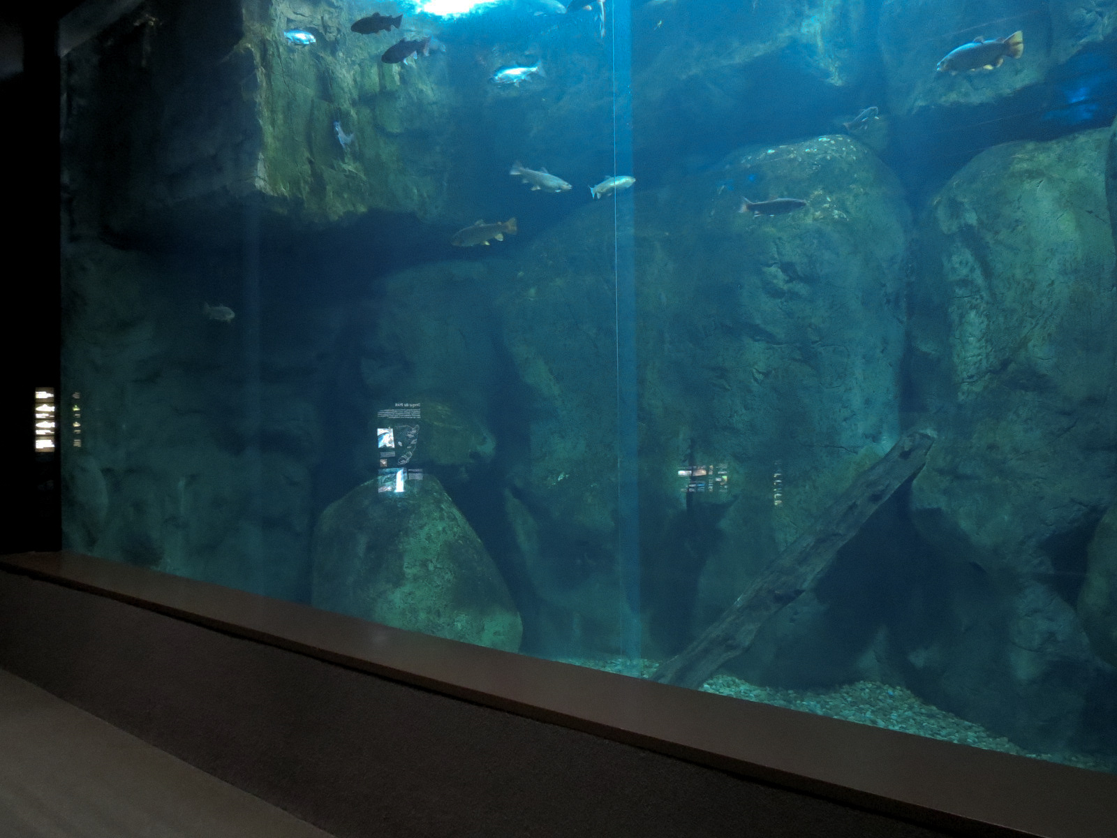 Appalachian Cove Forest - Brown and Rainbow Trout Exhibit