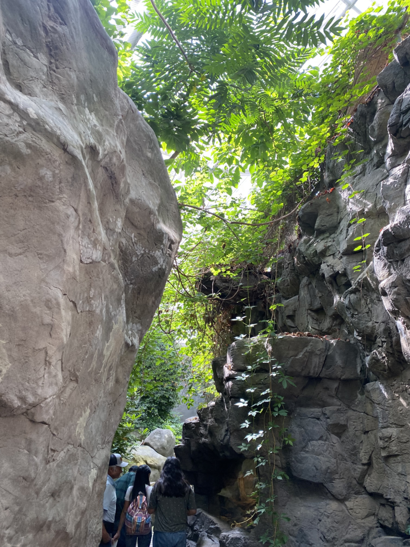 Appalachian Cove Forest Entrance