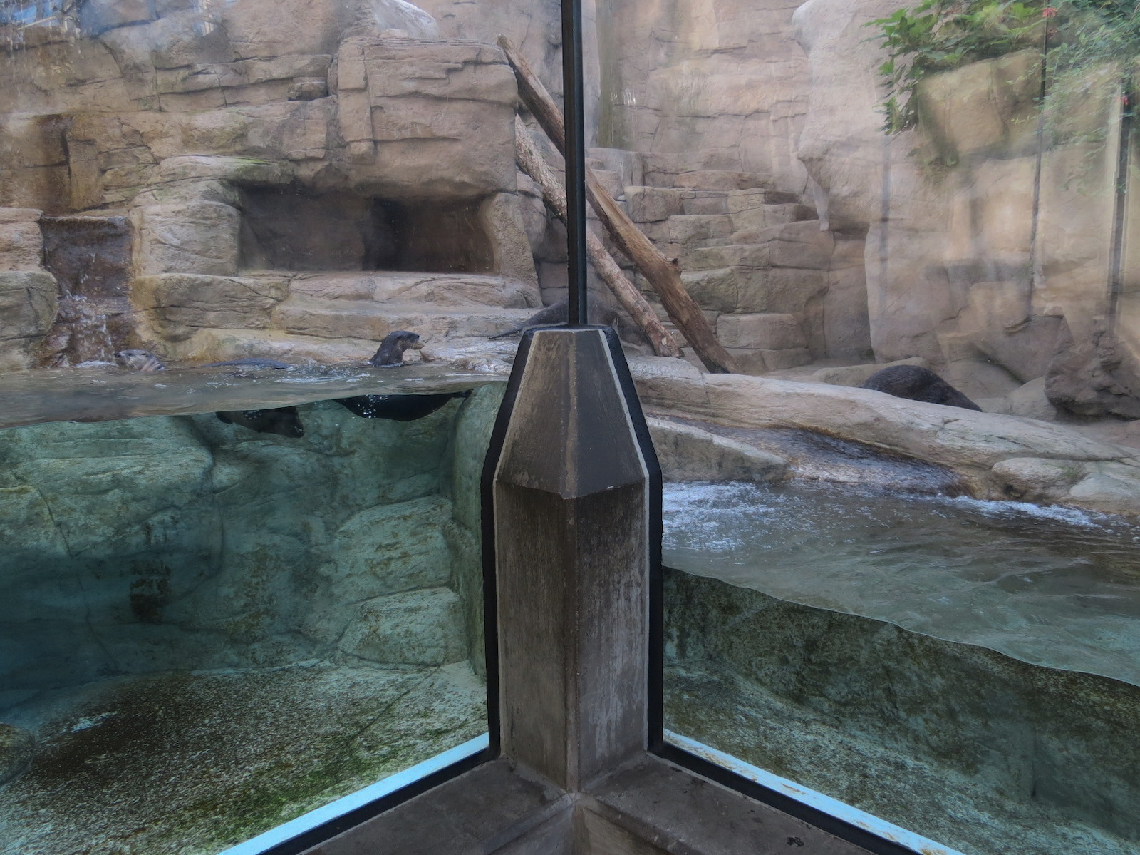 Appalachian Cove Forest - North American River Otter Exhibit