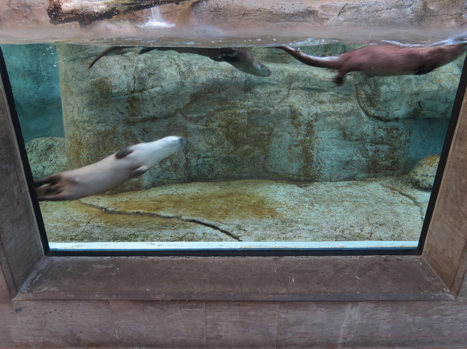 Appalachian Cove Forest - North American River Otter Exhibit