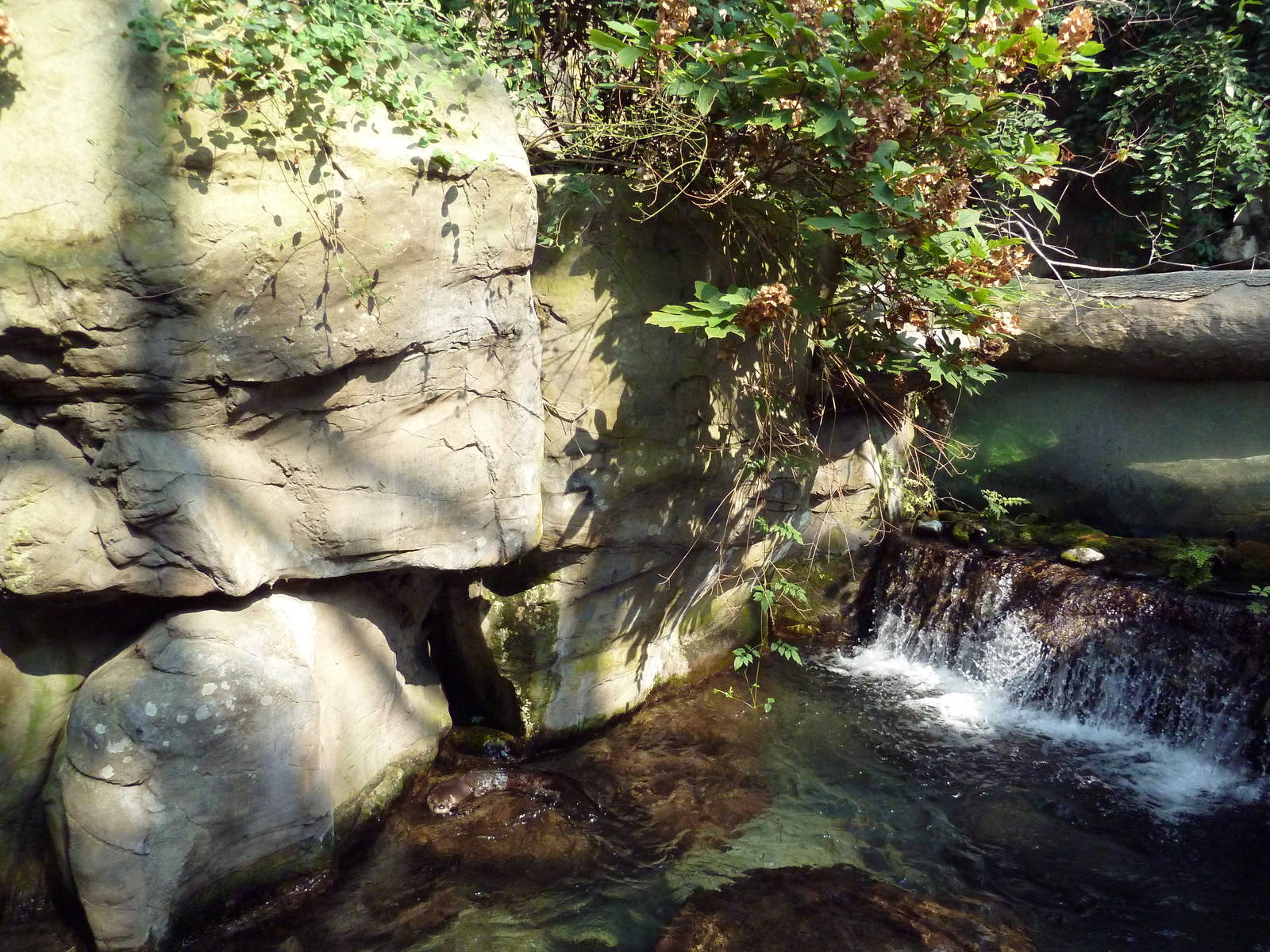 Appalachian Cove Forest - River Otter Exhibit