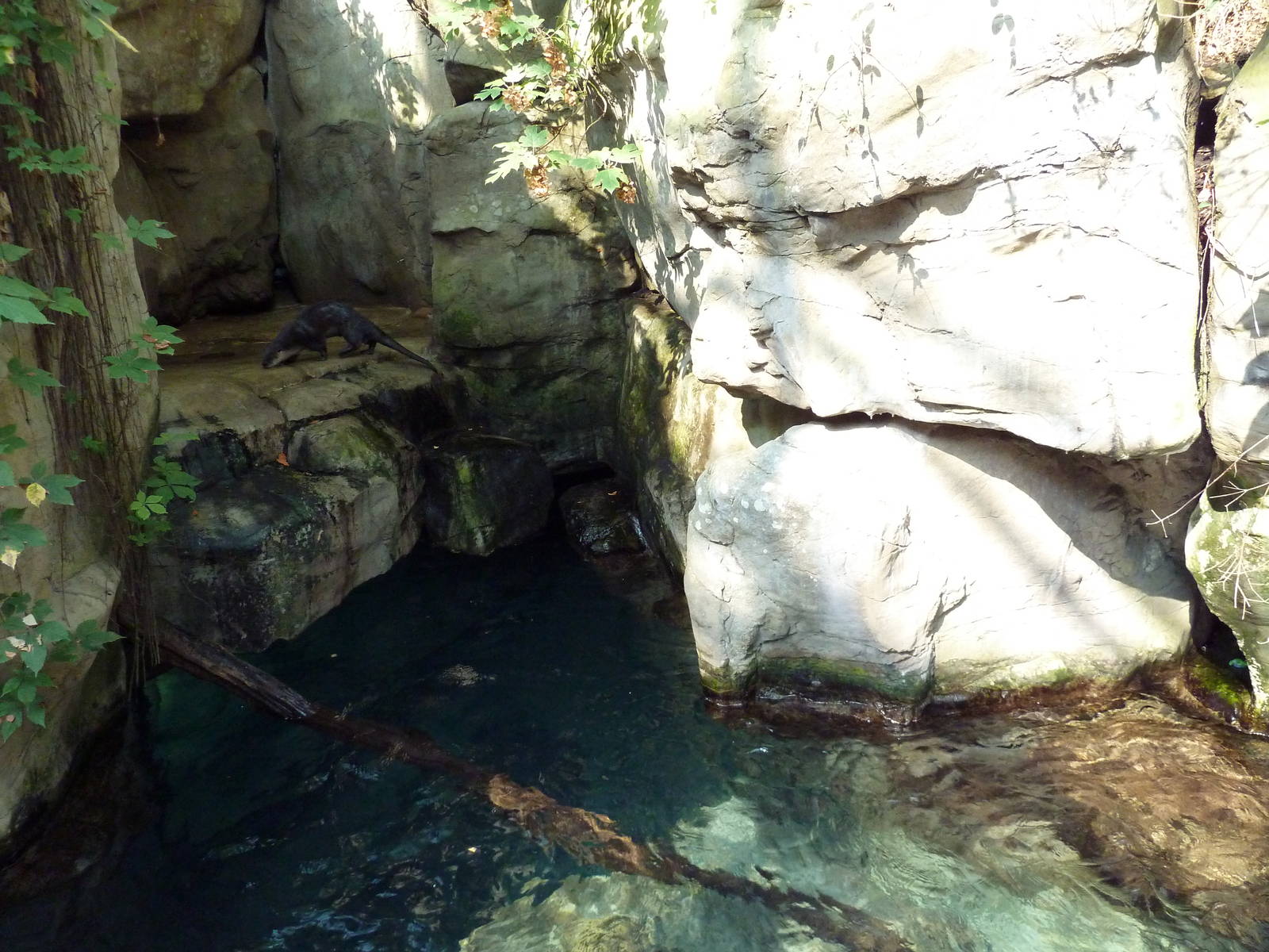 Appalachian Cove Forest - River Otter Exhibit