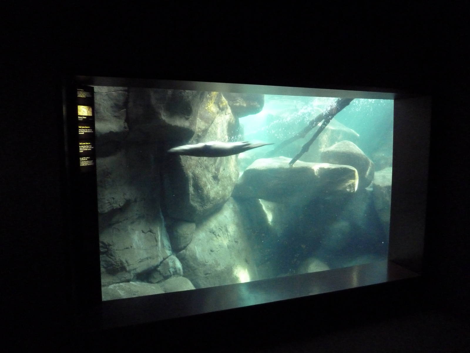 Appalachian Cove Forest - River Otter Exhibit