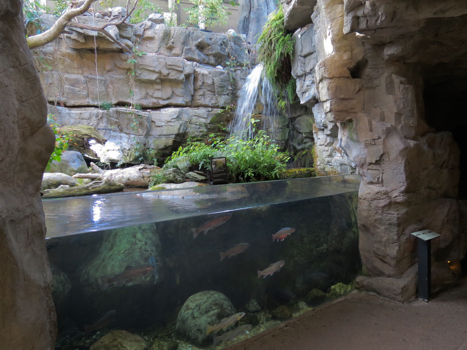 Appalachian Cove Forest - Trout Exhibit