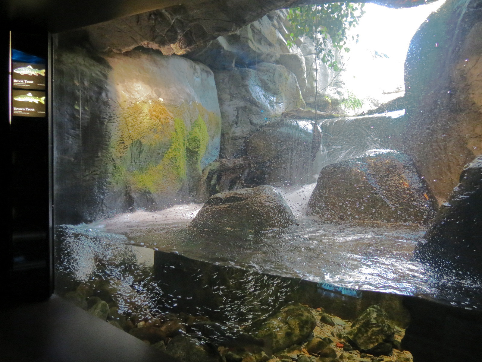 Appalachian Cove Forest - Trout Exhibit