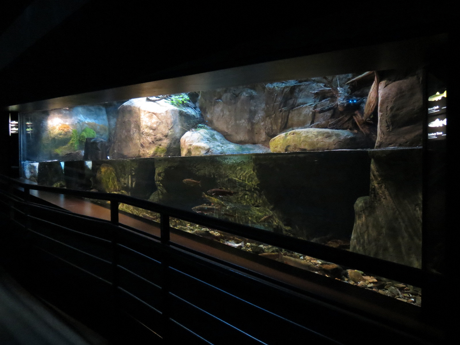 Appalachian Cove Forest - Trout Exhibit