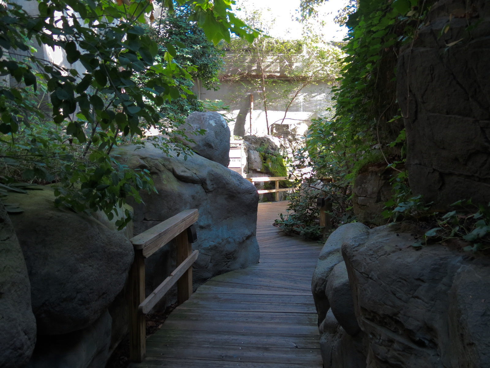 Appalachian Cove Forest - Walkway