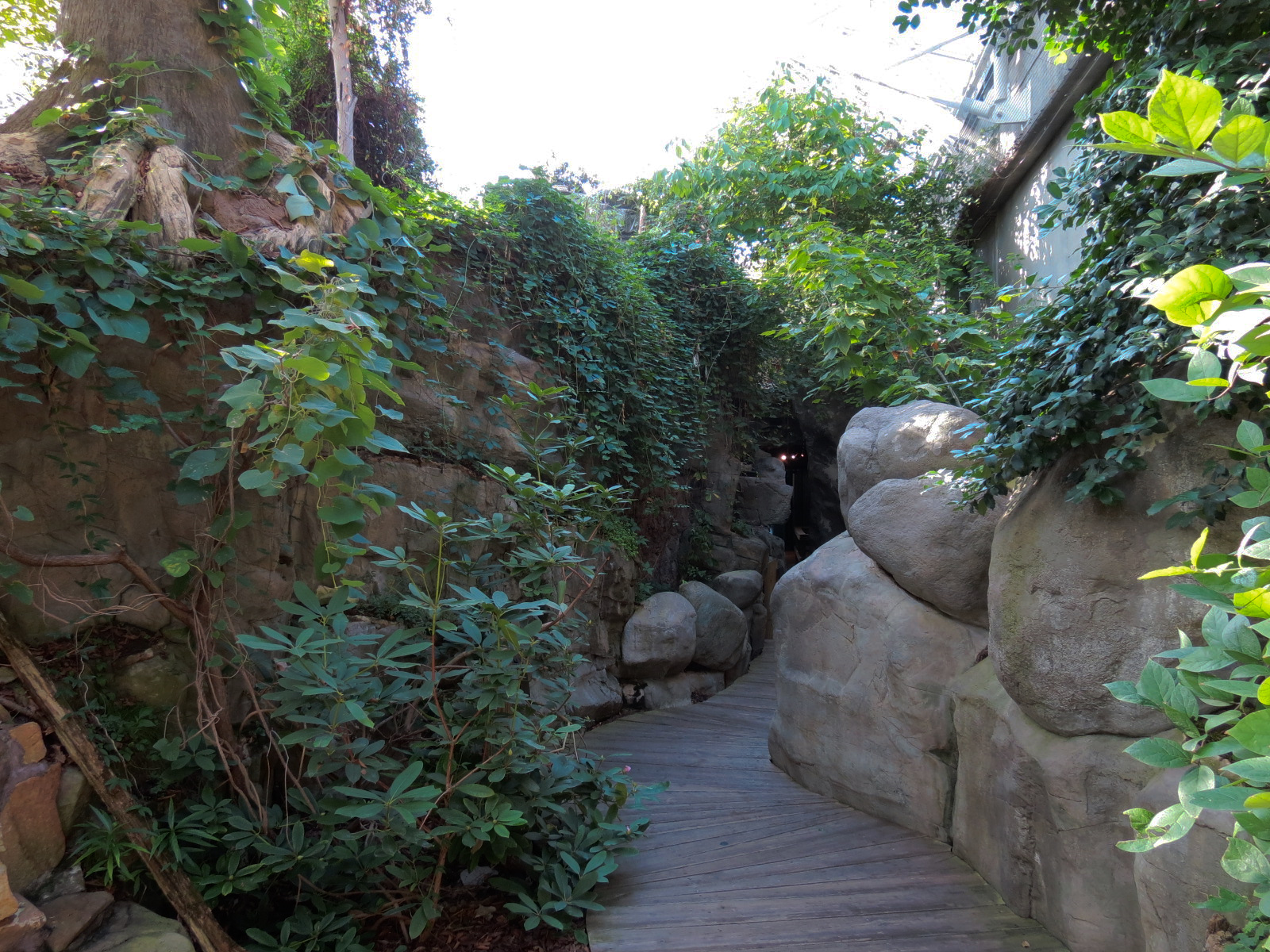 Appalachian Cove Forest - Walkway
