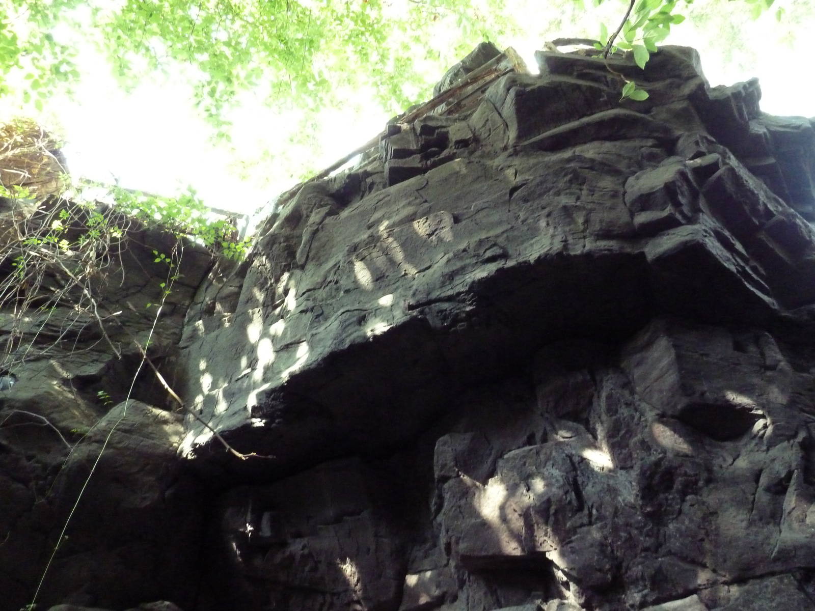 Appalachian Cove Forest