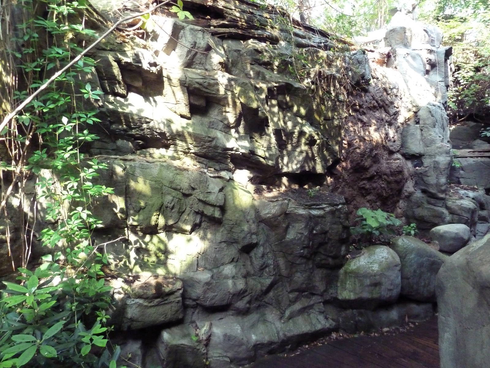 Appalachian Cove Forest