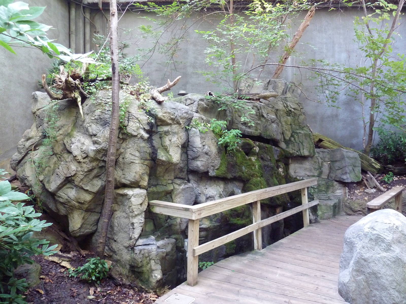 Appalachian Cove Forest