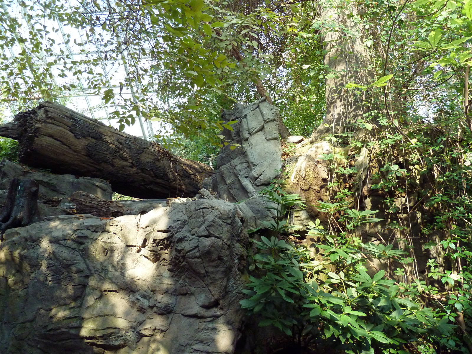 Appalachian Cove Forest