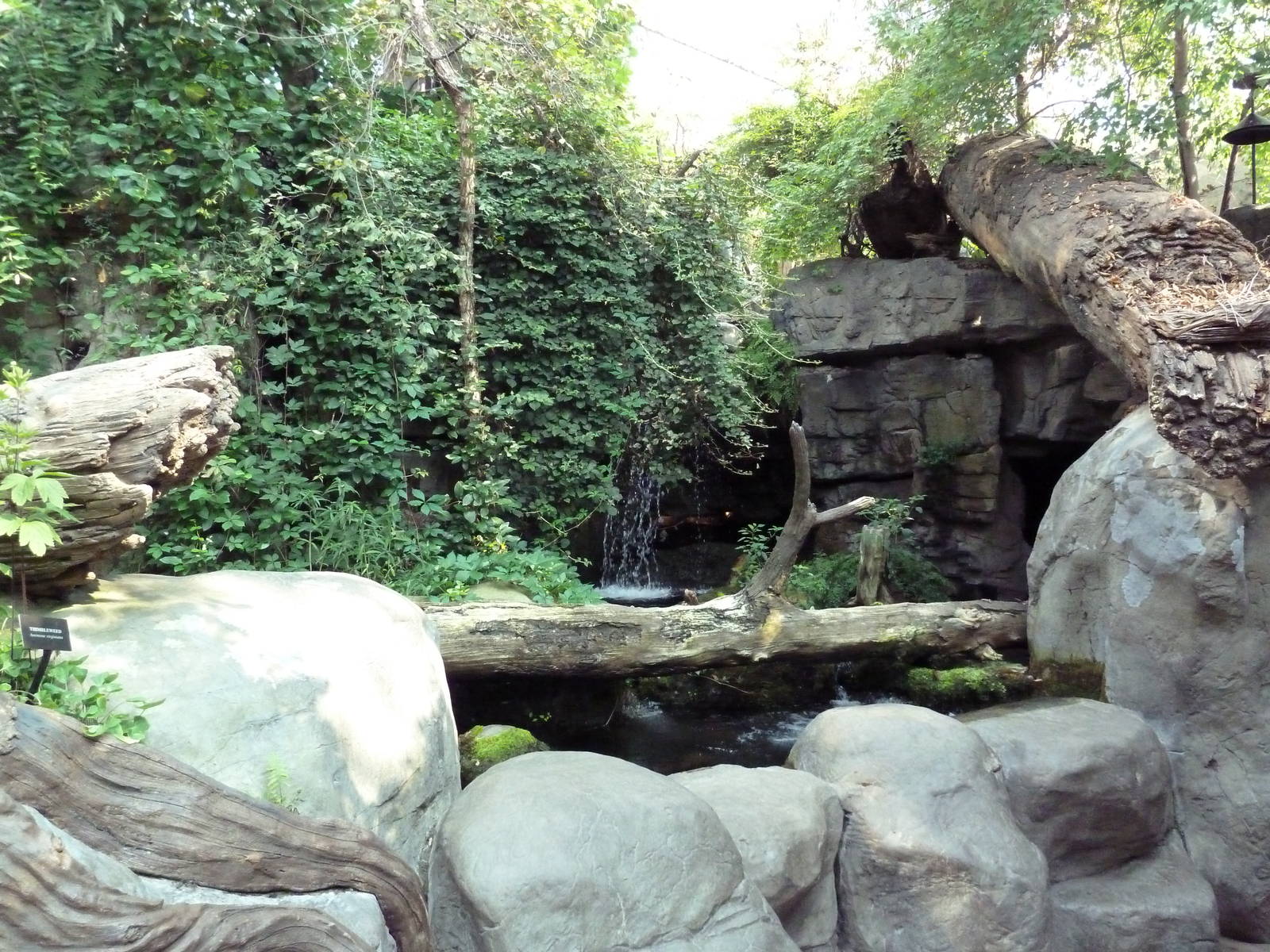 Appalachian Cove Forest