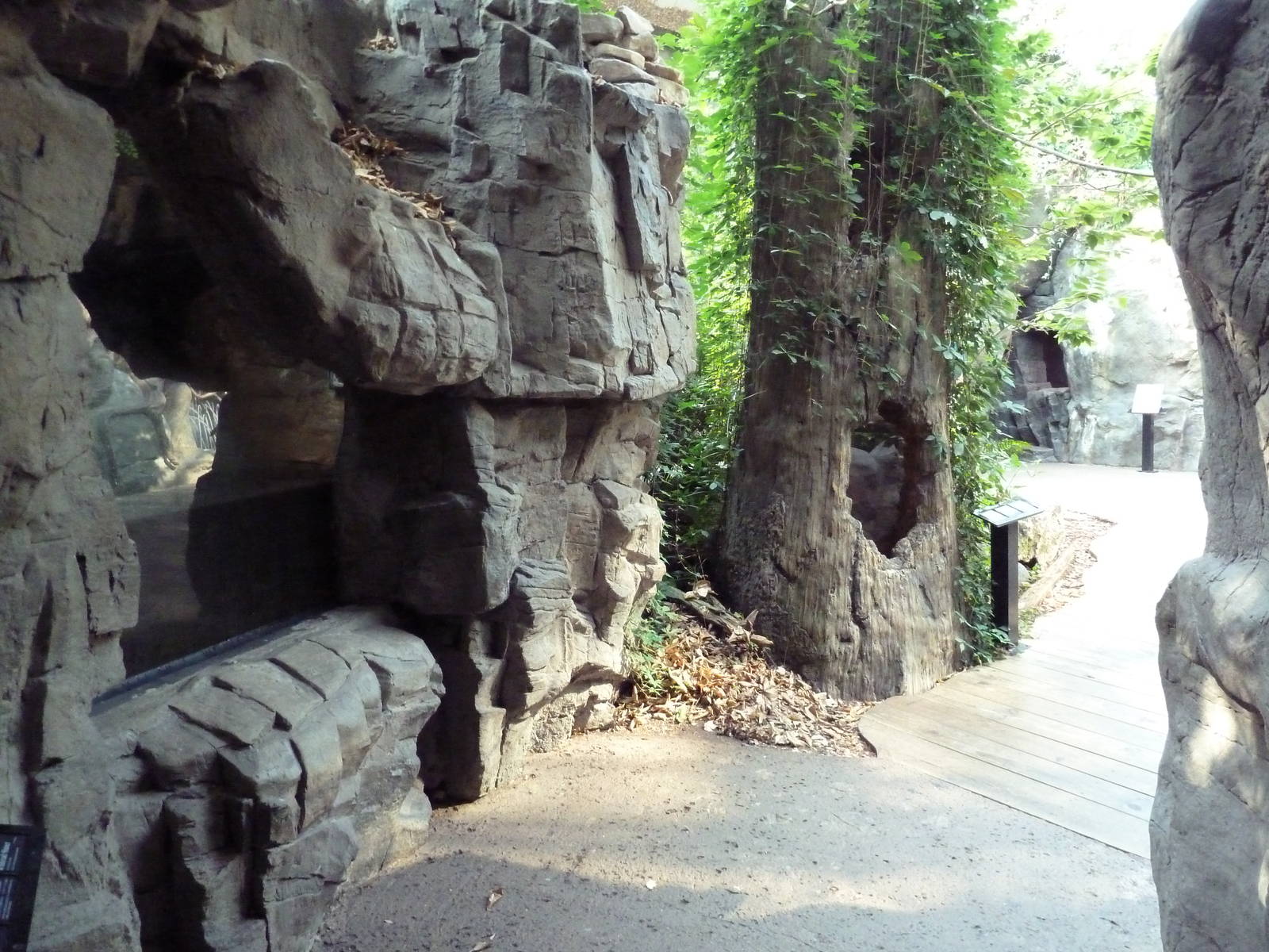 Appalachian Cove Forest