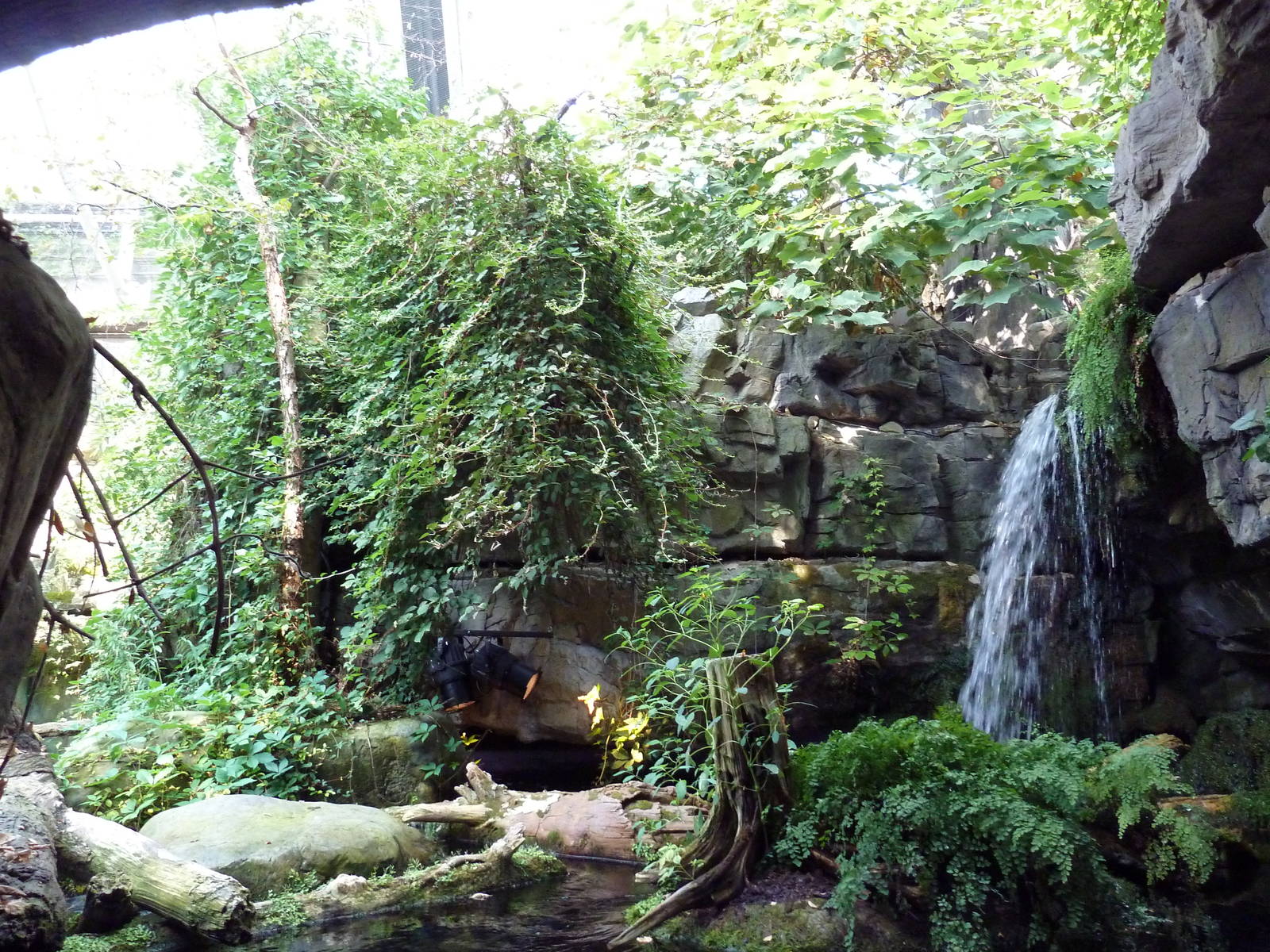 Appalachian Cove Forest