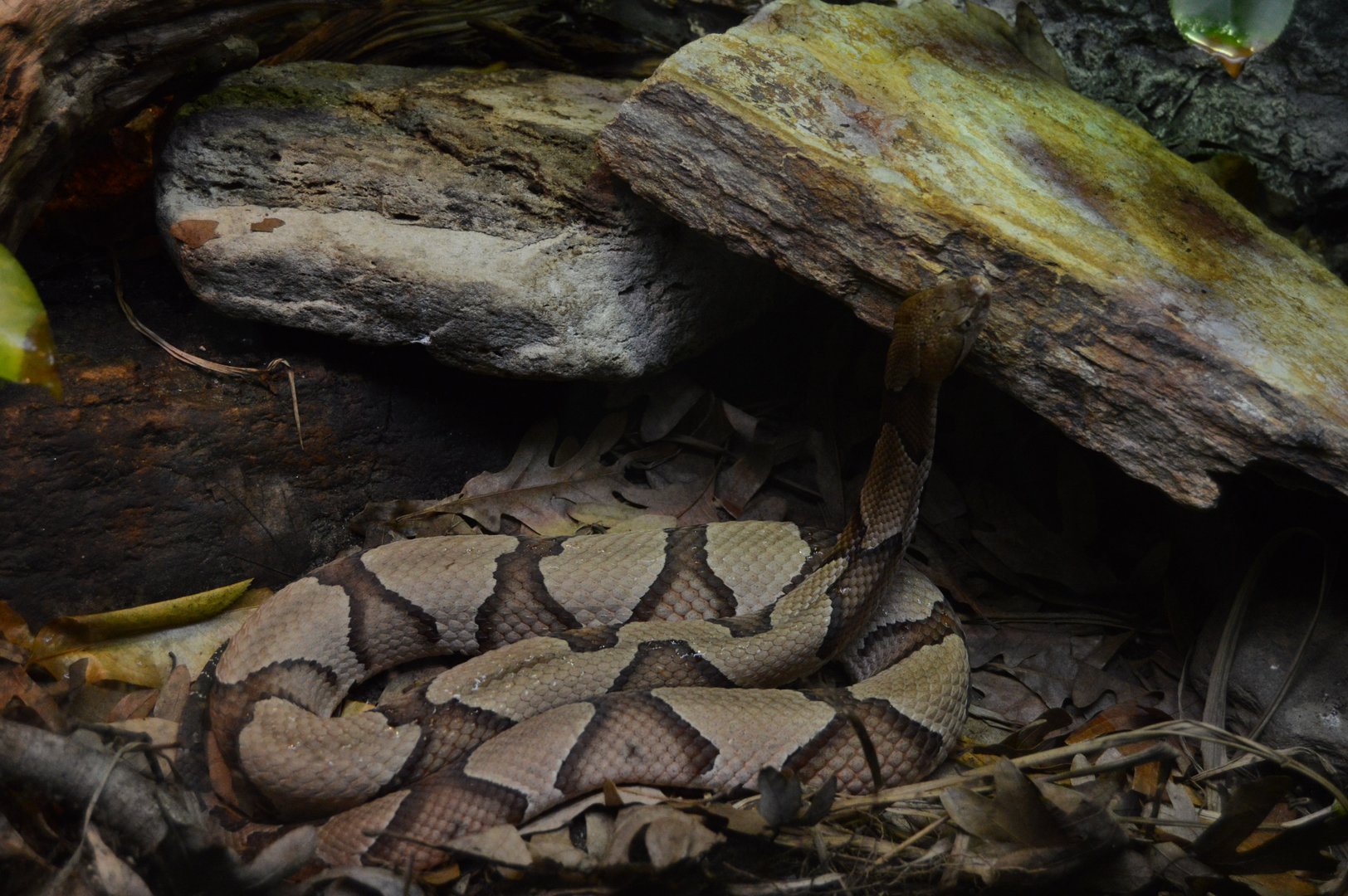 Appalachian Mountain Cove - Eastern Copperhead (Agkistrodon contortrix)