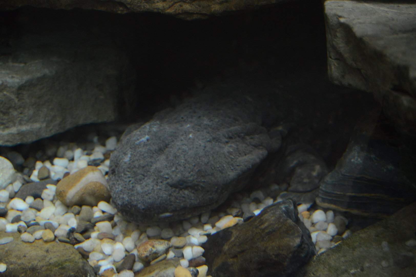 Appalachian Mountain Cove - Eastern Hellbender (Cryptobranchus alleganiensis alleganiensis)