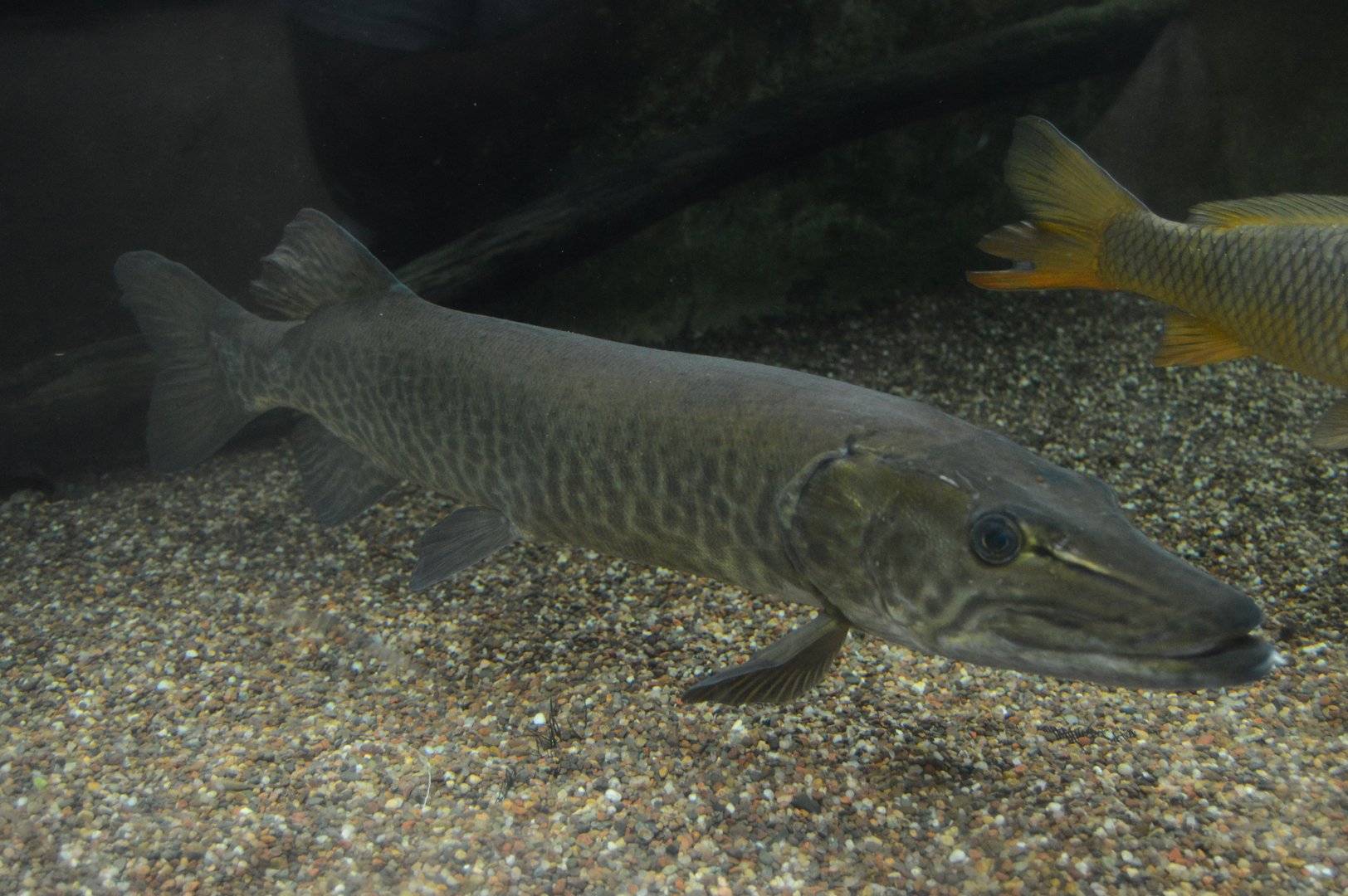 Appalachian Mountain Cove - Muskellunge (Esox masquinongy)