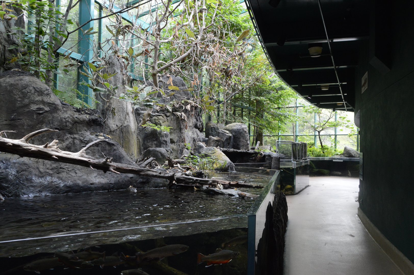 Appalachian Mountain Cove - Overview