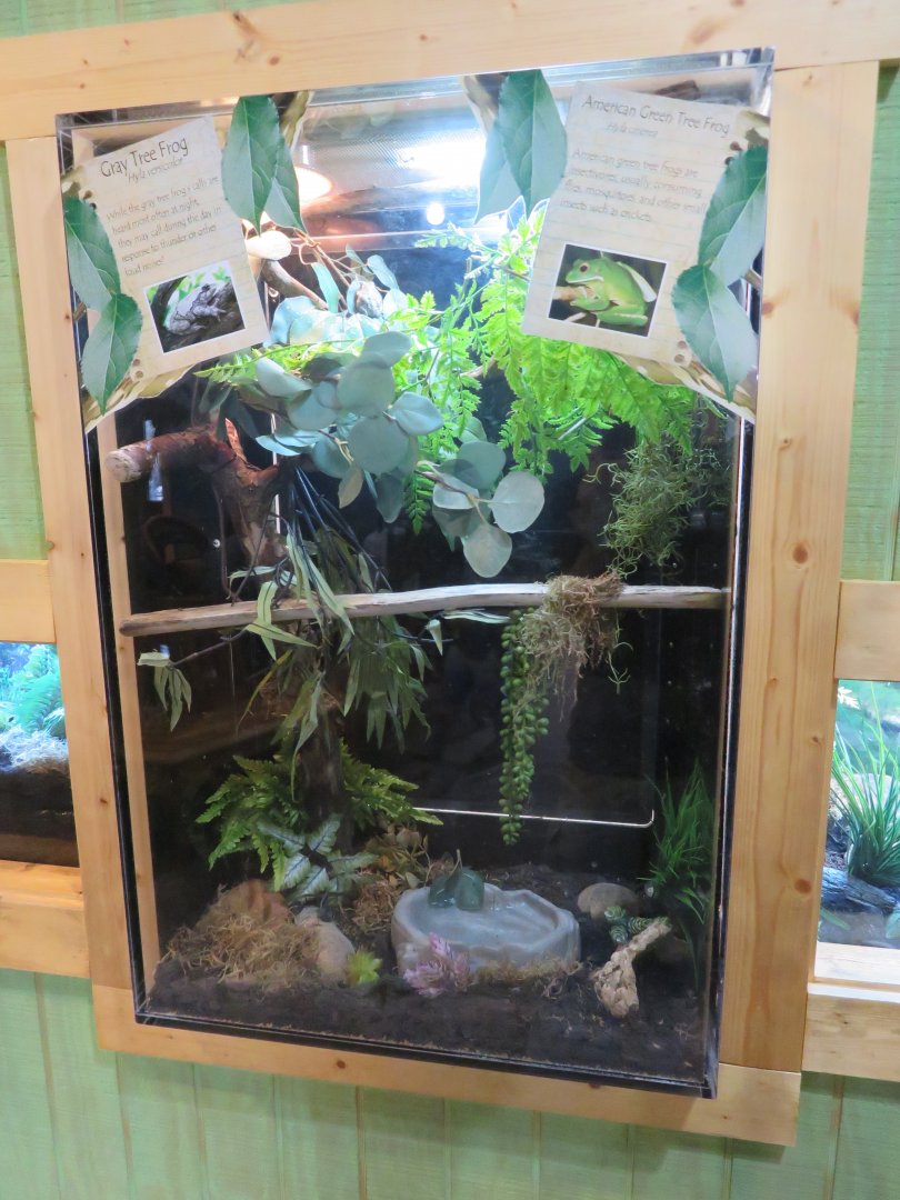 Appalachian Station: Tree Frog Exhibit