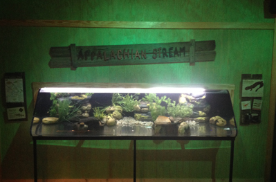 Appalachian Stream (Hellbender/Brook Trout) exhibit