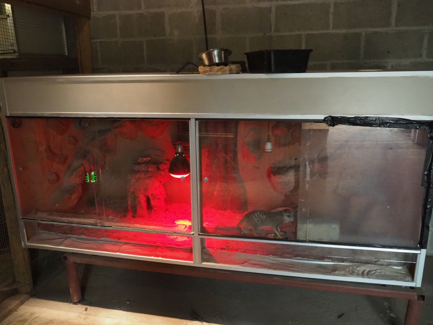 Appalling and disgraceful terrarium with lone meerkat (Aug 28th, 2018)