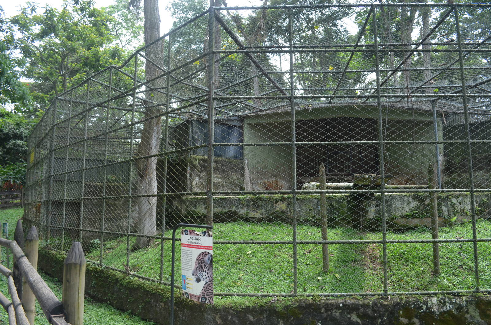 Appalling jaguar exhibit