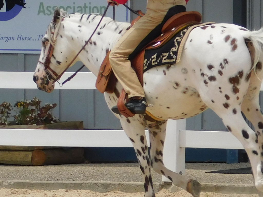 Appaloosa