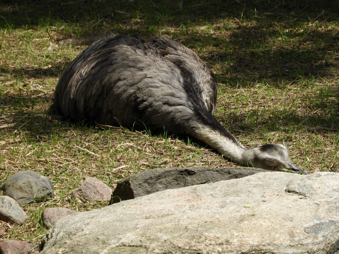 Apparently, Greater Rheas (Rhea americana) sleep like this