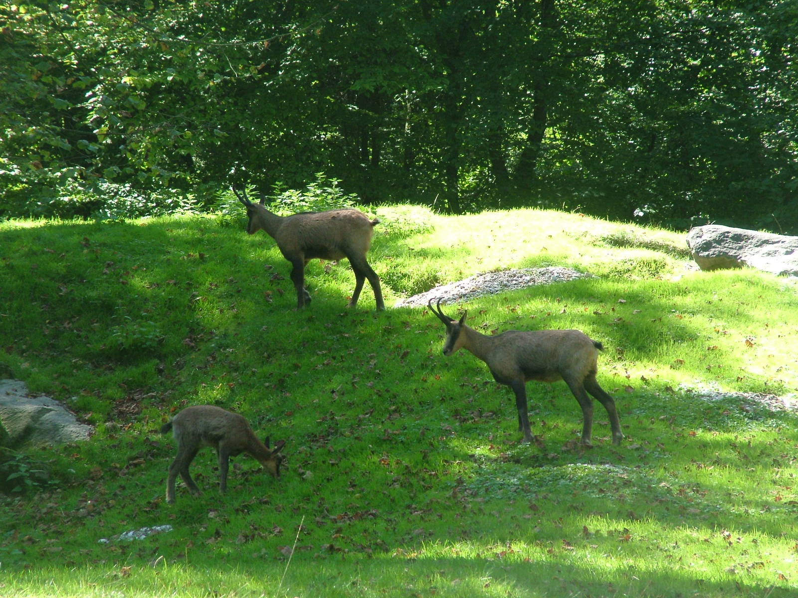 Appennine Chamois (Rupicapra pyrenaica ornata) at Munich Zoo 2006
