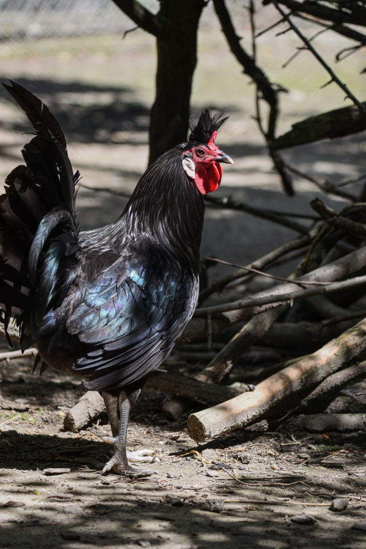 Appenzell crested hen (Gallus gallus f. domestica) - Bioparc de Genève