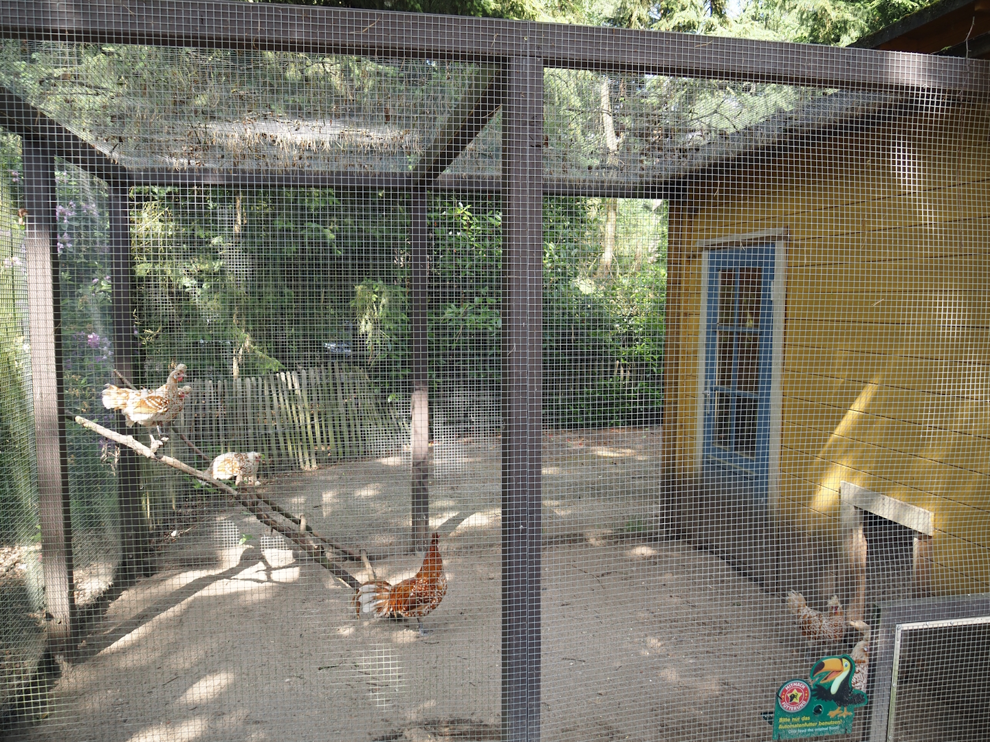 Appenzeller chicken aviary, 2024-05-23