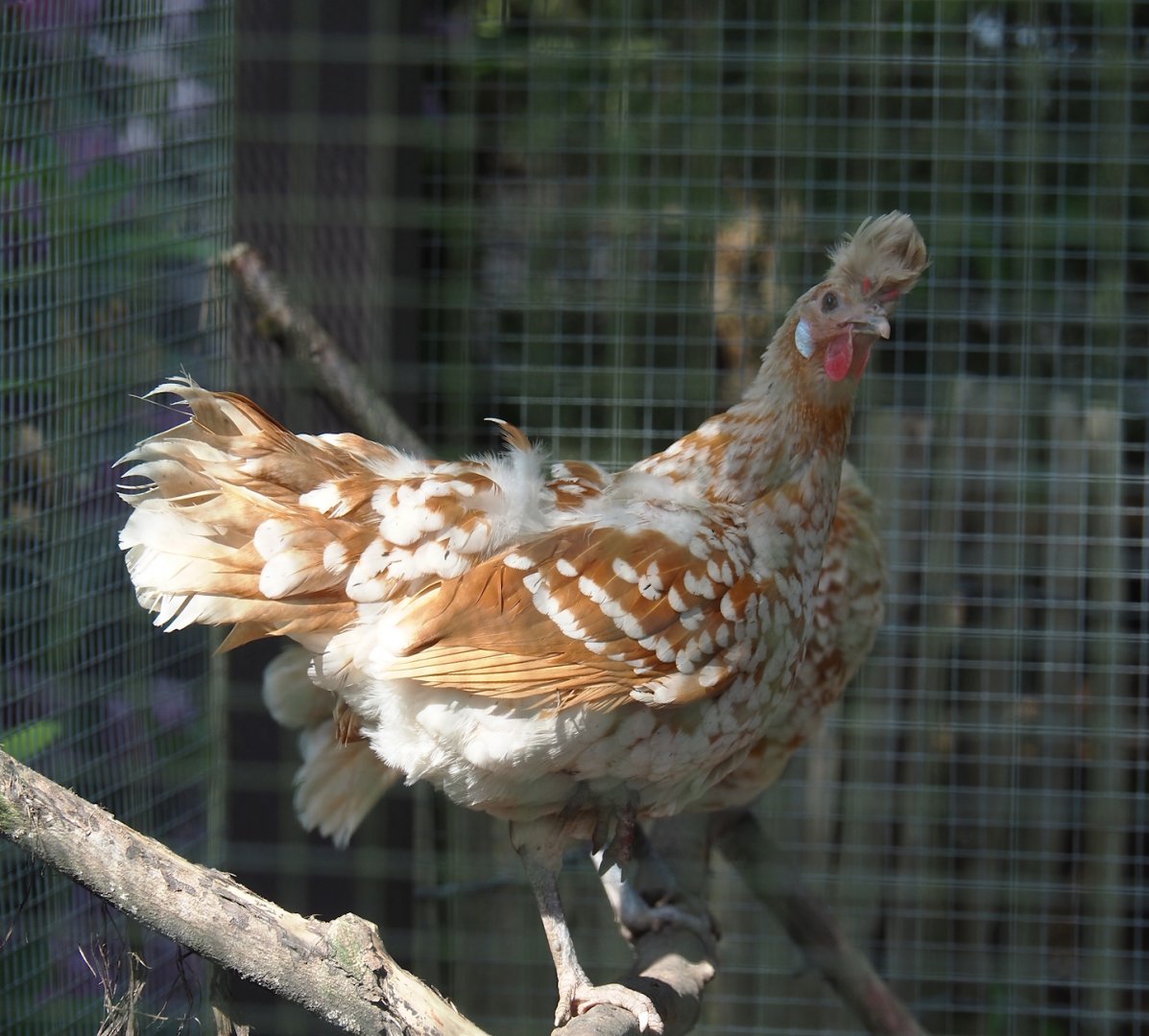 Appenzeller chicken (Gallus gallus domesticus), 2024-05-23