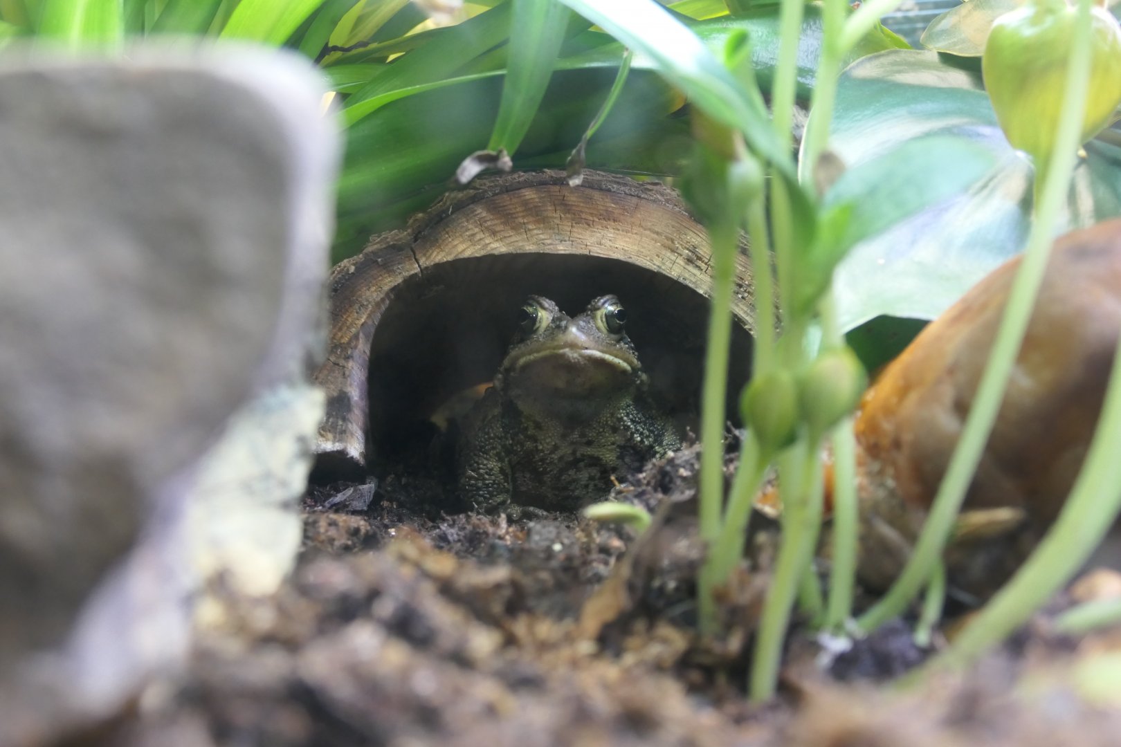 Applaachian Station - American Toad - Anaxyrus americanus